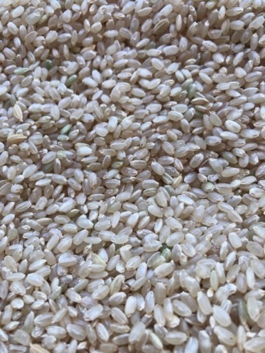 お米 令和3年度産キヌヒカリ 30kg 玄米