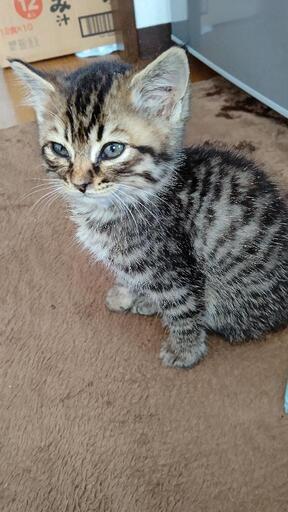 公園を散歩中に 軽トラが子猫を３匹遺棄する現場を目撃しました ナンバーを未確認で警察に通報する事が出来ずに 保護しました てるたん 上総牛久の猫の里親募集 ジモティー