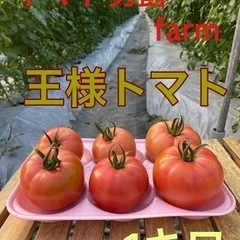 王様トマト　1.2キロ　【約200gのトマトが6個】※250gく...
