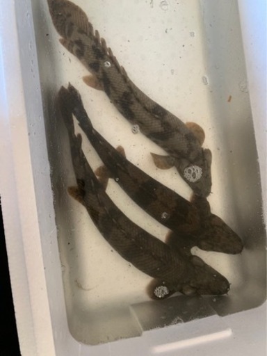 ポリプテルステルス　エンドリ　引き取り魚　セット