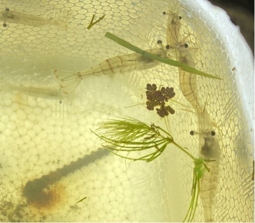 モエビ スジエビ釣り アロワナの餌などに あだちくん 西新井大師西のその他の中古あげます 譲ります ジモティーで不用品の処分
