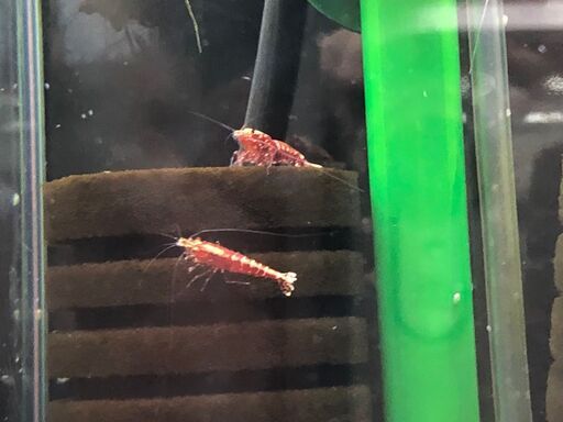 引き取り限定】 水槽・水槽台セット 30キューブ 27キューブ シュリンプ