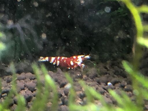 引き取り限定】 水槽・水槽台セット 30キューブ 27キューブ シュリンプ