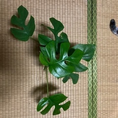 【ネット決済】観葉植物🪴ヒメモンステラ　5