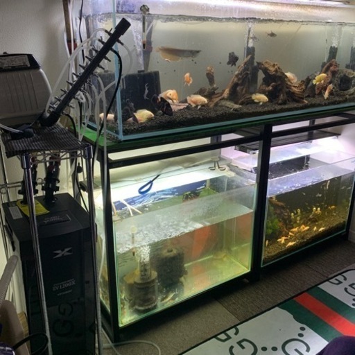 熱帯魚水槽一式 水槽台＋エーハイムなど全て