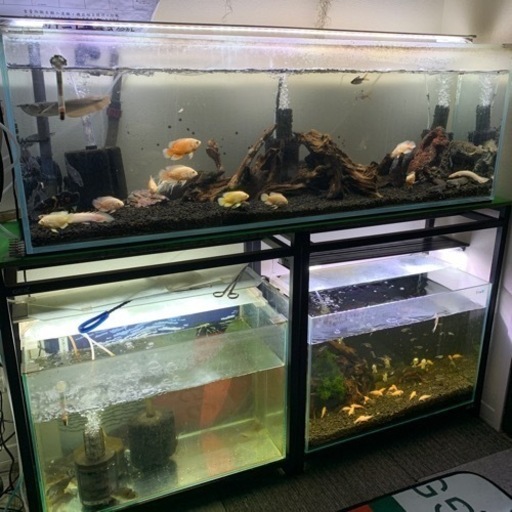 熱帯魚\u0026水槽一式（水槽台付）全部まとめて