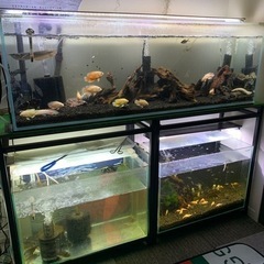 熱帯魚&水槽一式（水槽台付）全部まとめて