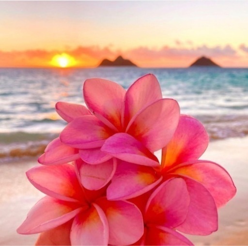 フラダンス体験会 大和郡山 Kelly 西ノ京のフラダンスの生徒募集 教室 スクールの広告掲示板 ジモティー