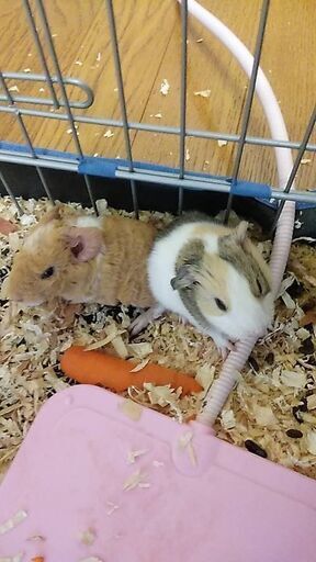 モルモット赤ちゃん ヒカヒメ 塩谷のその他の里親募集 ジモティー