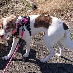 迷子犬見つかりました！ありがとうございました! - 助け合い