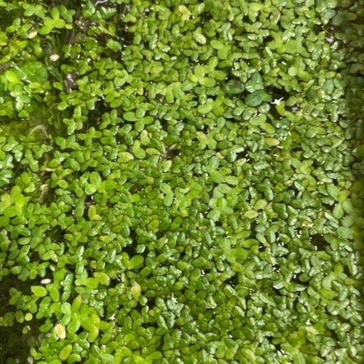 無料金魚や草食のお魚のおやつに浮草 米谷 直正 桂川のその他の中古あげます 譲ります ジモティーで不用品の処分