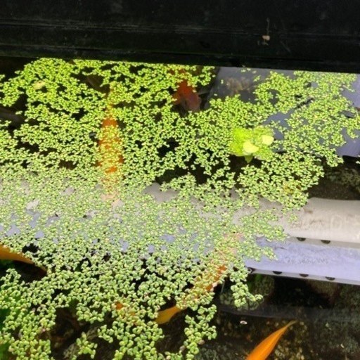 無料金魚や草食のお魚のおやつに浮草 米谷 直正 桂川のその他の中古あげます 譲ります ジモティーで不用品の処分