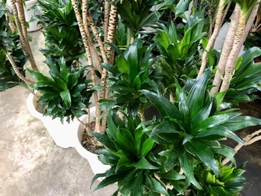 10号鉢ドラセナコンパクタ 業者向けの植物ですが、、