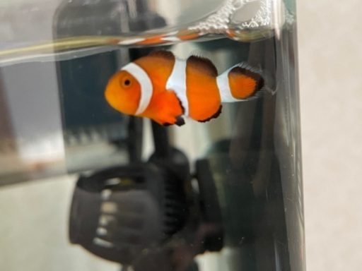 カクレクマノミ 希望であればマガキガイ シッタカ貝 まなまる 今里のその他の中古あげます 譲ります ジモティーで不用品の処分