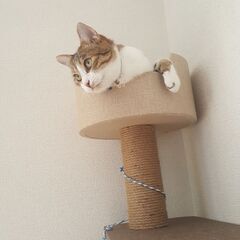 三重県桑名市長島町で家から出ていった猫を探しています。