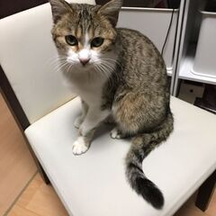 三重県桑名市長島町で家から出ていった猫を探しています。 - 手伝って/助けて