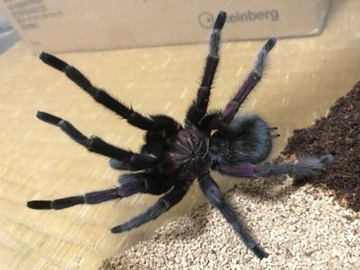 タランチュラ Pamphobeteus vespertinus オス