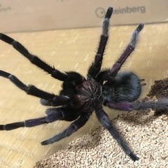 タランチュラ　Pamphobeteus vespertinus オス