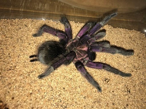 タランチュラ　Pamphobeteus vespertinus オス