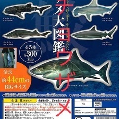 【ネット決済】サメ大図鑑（チョウザメ）