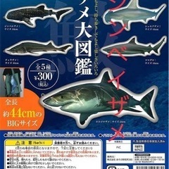 【ネット決済】サメ大図鑑（ジンベイザメ）