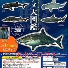 【ネット決済】サメ大図鑑（ホホジロザメ）