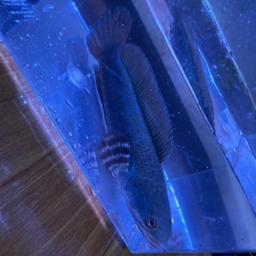 チャンナプルクラ 熱帯魚 かとう 鈴鹿の家具の中古あげます 譲ります ジモティーで不用品の処分