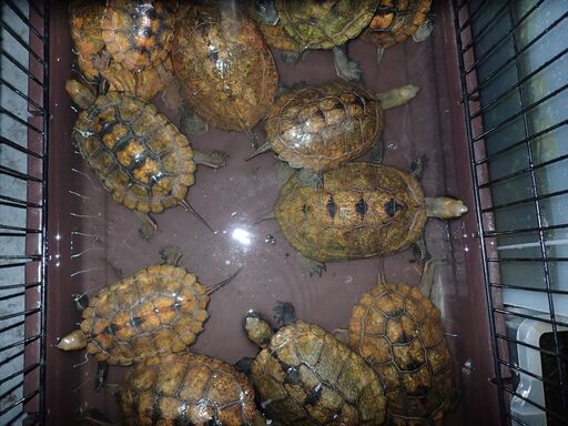 イシガメ来年の繁殖に Arkpet 町田のペットショップの無料広告 無料掲載の掲示板 ジモティー