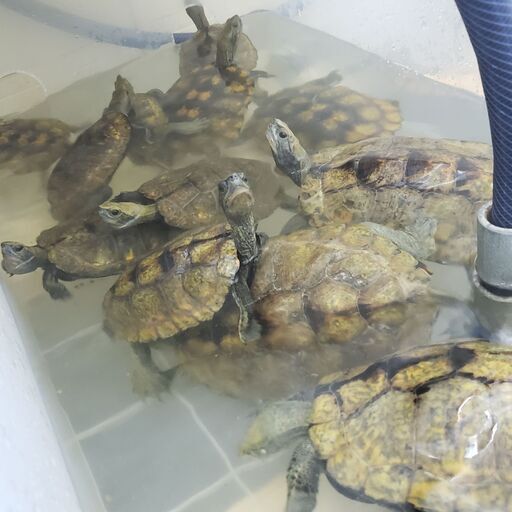 イシガメ来年の繁殖に Arkpet 町田のペットショップの無料広告 無料掲載の掲示板 ジモティー