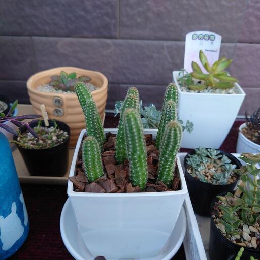 サボテン白檀 翔ママ マスク必須 てだこ浦西のその他の中古あげます 譲ります ジモティーで不用品の処分 サボテン白檀 翔ママ マスク必須 てだこ浦西のその他の中古あげます 譲ります ジモティーで不用品の処分