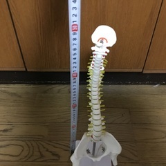 函館発　脊柱模型