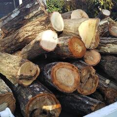 伐ったばかりの木、薪用