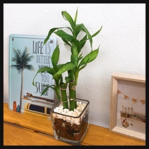 観葉植物 ミリオンバンブーハイドロカルチャーi1 Kal 那覇の家具の中古あげます 譲ります ジモティーで不用品の処分 観葉植物 ミリオンバンブーハイドロカルチャーi1 Kal 那覇の家具の中古あげます 譲ります ジモティーで不用品の処分