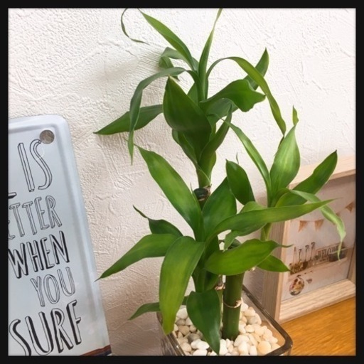 観葉植物 ミリオンバンブーハイドロカルチャーi1 Kal 那覇の家具の中古あげます 譲ります ジモティーで不用品の処分 観葉植物 ミリオンバンブーハイドロカルチャーi1 Kal 那覇の家具の中古あげます 譲ります ジモティーで不用品の処分