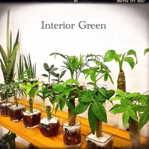 観葉植物 ミリオンバンブーハイドロカルチャーi1 Kal 那覇の家具の中古あげます 譲ります ジモティーで不用品の処分