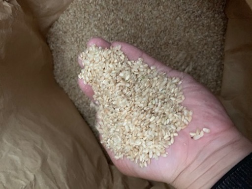 令和3年！新米！鳥取県産くず米玄米 150kg以上規格外品　飼料などに　手渡し大歓迎玄米　サービスあり