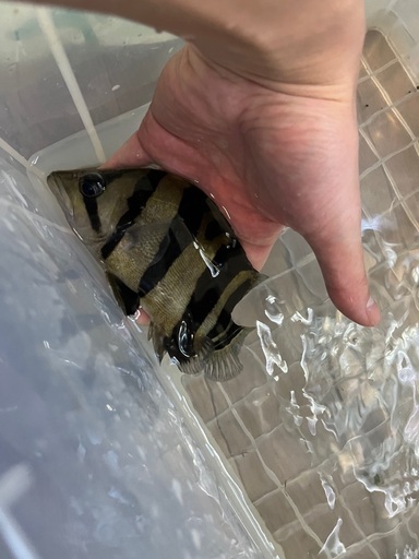 ダトニオリアルバンド15センチ± ダトニオリアルバンド15センチ±