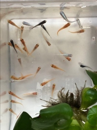 可愛いメダカの稚魚35匹 赤 シルバー 黒 No 9 お取引き済です ミミ 篠栗のその他の中古あげます 譲ります ジモティーで不用品の処分