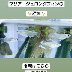🐟メダカ🐟【希少】マリアージュロングフィン✨稚魚～幼魚5匹✨