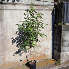 観葉植物・庭木（シマトネリコ／190cm）