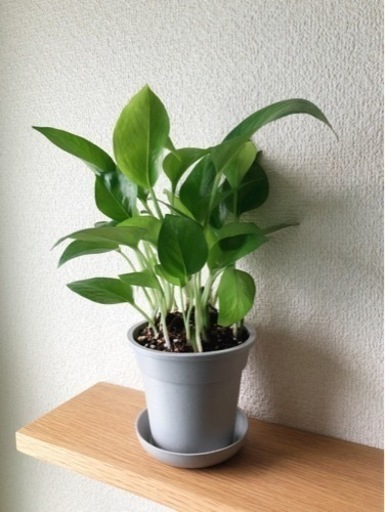 観葉植物ポトス パーフェクトグリーン 31cmグレーカラーの3 5号の鉢と受け皿付き Shun植物と暮らす 西早稲田の家庭用品 ガーデニング の中古あげます 譲ります ジモティーで不用品の処分