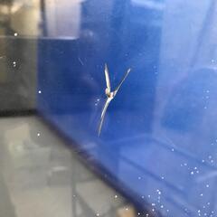 埼玉県の水槽 助け合い ジモティー