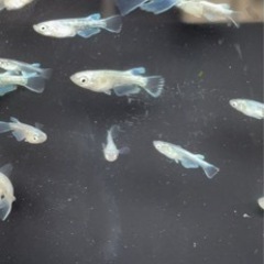 智蔵めだか　プラチナ星河リアルロングフィン(若魚)約30匹〜50匹