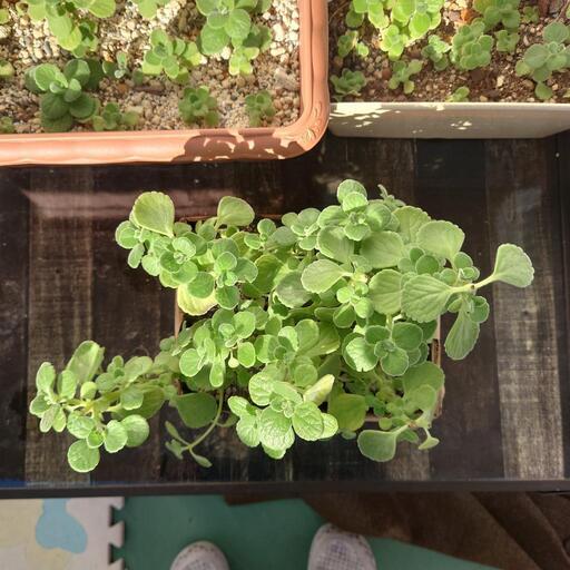 多肉植物人気のアロマティカス30円 0円在庫4 翔ママ マスク必須 てだこ浦西のその他の中古あげます 譲ります ジモティーで不用品の処分