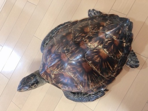 カメの壁掛け飾り 沖縄土産