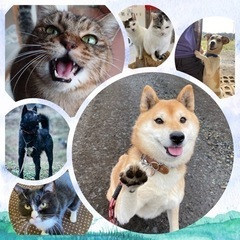 保護犬・猫のお世話を一緒にしませんか？