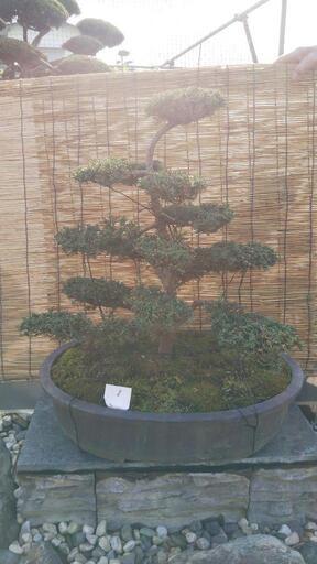 真柏 盆栽
