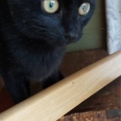 黒猫　3ヶ月　メス
