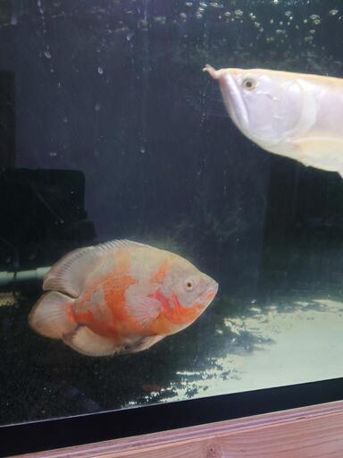 大型魚　アルビノシルバーアロワナなど 大型魚 アルビノシルバーアロワナなど 【公式通販】