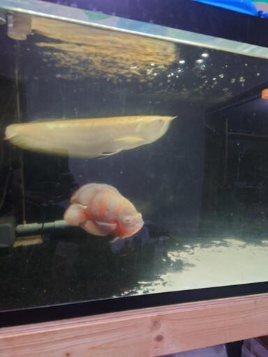 大型魚　アルビノシルバーアロワナなど 大型魚 アルビノシルバーアロワナなど 【公式通販】